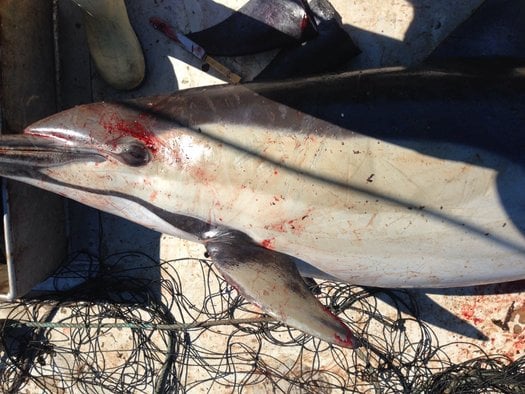 image of Australia: end 85 years of shark culling, remove nets and drumlines now